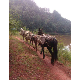 骡马运输价格-骡马运输-铜陵爱年骡马运输公司(查看)