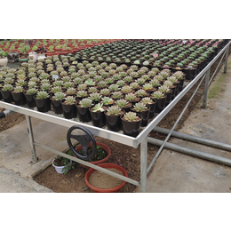 青州花卉温室左右移动式花卉苗床使用时间长