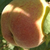 供应新品种桃树苗鲜食黄桃缩略图1