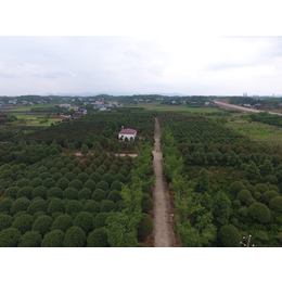 嘉树湘公司承接环保园林绿化工程+深耕树木种植行业已超30年