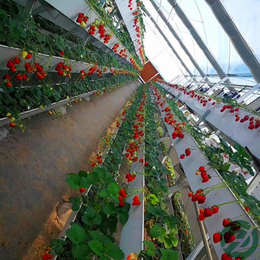 河北航迪国内草莓槽生产厂家