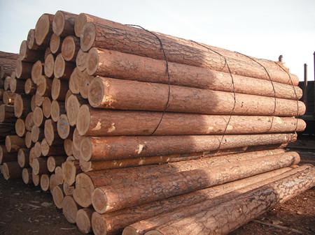 木材的耐用性和使用等级