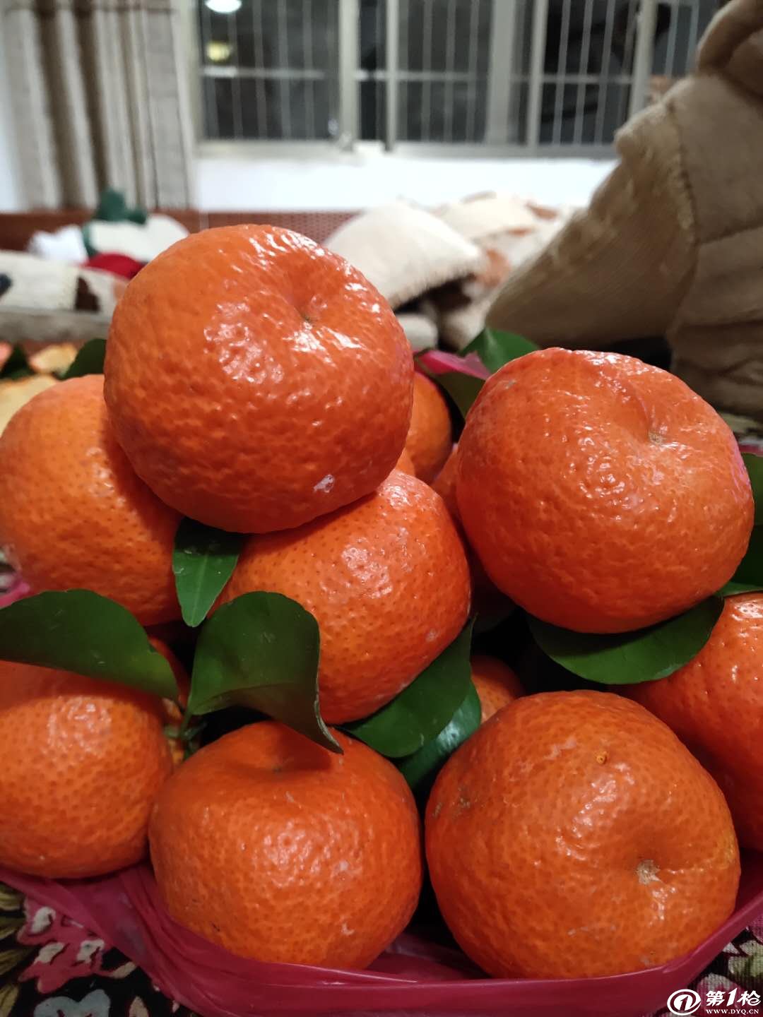 长沙开福区沙糖橘销售批发电话