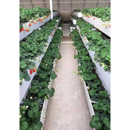 供应杨凌草莓棚种植架管理方便增产增效