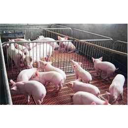 养猪  养殖基地缩略图