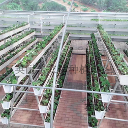 草莓槽 大棚立体栽培槽 蔬菜水培槽 英耐尔缩略图