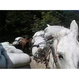 骡马运输木材-周口骡马运输-铜陵爱年骡马运输
