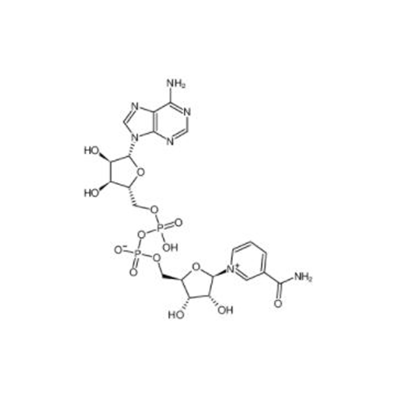 烟酰胺腺呤双核苷酸厂家现货供应