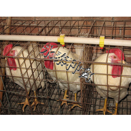 种鸡价格-永泰种禽有限公司-新乡种鸡