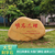 杭州大学学校校园门口摆放石校训文化黄蜡石刻字景观石缩略图4