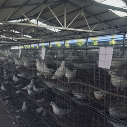临沂肉鸽种鸽选哪家-天明肉鸽养殖回收收购-*肉鸽种鸽选哪家