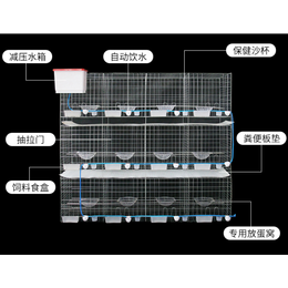 肉鸽蛋鸽母鸽养殖笼 自动撞门16笼位带自动配件鸽笼缩略图