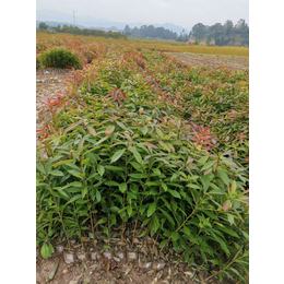 木荷杯苗价格 木荷小苗袋苗价格 江西木荷小苗价格 营养杯木荷