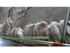 发酵床养猪
