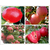 大红荣苹果-庄顺果树苗品种-安徽苹果缩略图1