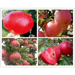 大红荣苹果-庄顺果树苗品种-安徽苹果