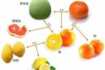 如何分辨柑橘家族的近亲关系？