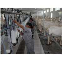 陕西凯达乳业适合老年人羊奶粉厂家供货戴姆乐莎能羊奶
