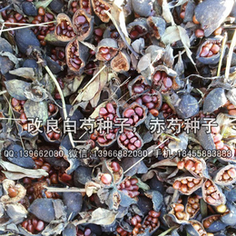 赤芍种子价格 油用赤芍籽批发缩略图