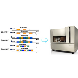 迈斯普公司-长治细胞系STR鉴定价格