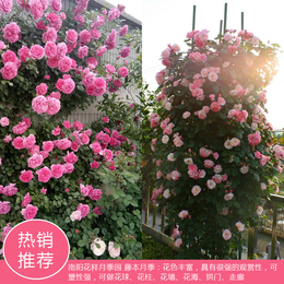 4公分树状月季基地-花样月季园造型多样-南京树状月季基地