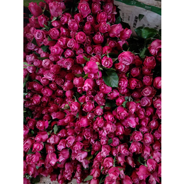 卡罗拉玫瑰苗多少钱-沧源卡罗拉玫瑰苗-红瑞花业玫瑰苗订购