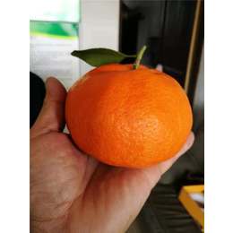 柑橘苗哪里的好-岗峰农场(在线咨询)-柑橘苗