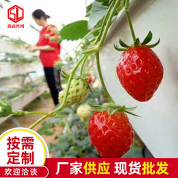 草莓双排立体种植槽 蔬菜立体种植槽