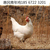 海兰褐青年鸡养殖必看 选择海兰褐青年鸡厂家技巧缩略图4