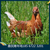海兰褐青年鸡养殖必看 选择海兰褐青年鸡厂家技巧缩略图1