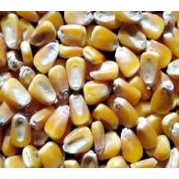 长期收购玉米-万力饲料(在线咨询)-四川收购玉米
