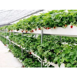 聊城大棚农户建设新型产业观光生态育苗使用草莓立体种植架种植槽