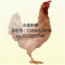 蛋鸡养殖场-蛋鸡-藁城永泰种禽(查看)