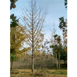 18公分银杏树的价格-通化银杏树-徐州志森园林绿化