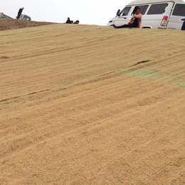 邯郸边坡绿化环保草毯 河道生态护坡 自带草籽椰丝毯