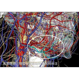 3D系统解剖软件光盘加密版