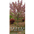 安徽肥西樱花基地大量出售各种规格日本晚樱早樱花缩略图1