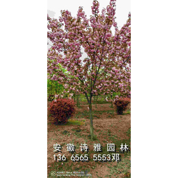 安徽肥西樱花基地大量出售各种规格日本晚樱早樱花缩略图