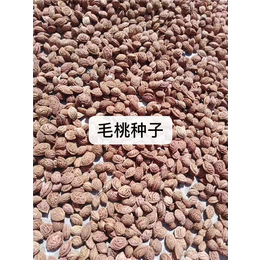 毛桃种子批发-赣州毛桃种子-无锡芳东绿化种苗公司
