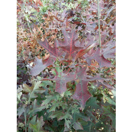 欧洲红栎形态特征-舜枫园林-欧洲红栎
