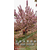 安徽肥西樱花基地大量出售各种规格日本晚樱早樱花缩略图2