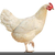 张家界罗曼粉青年鸡场代养常年供应90日龄以下罗曼粉青年鸡缩略图1