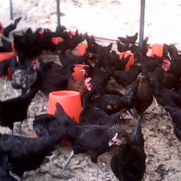 黑康鸡的蛋色-黑康鸡-永泰种禽