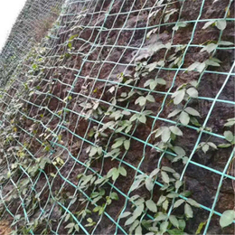 湖北绿色攀爬网植物爬藤网边坡绿化绿色钢塑土工格栅厂家