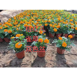 山东时令草花基地 山东花卉品种 四季花卉时令草花孔雀草杯苗