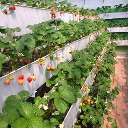 磐石市 种植A字架 育苗草莓立体种植槽 草莓种植*缩略图