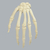 供应SAWBONES 1008-1手骨骼解剖模型缩略图2