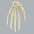 供应SAWBONES 1008-1手骨骼解剖模型缩略图4