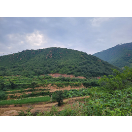 重庆矿山植被恢复喷播彩光绿化土壤稳定剂批发