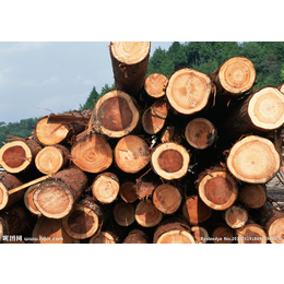 椴木进口报关须知数据整进口木材必要看的小细节